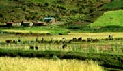 A group of agriculturists are gathering their harvest in the valley between Puno and Cuzco